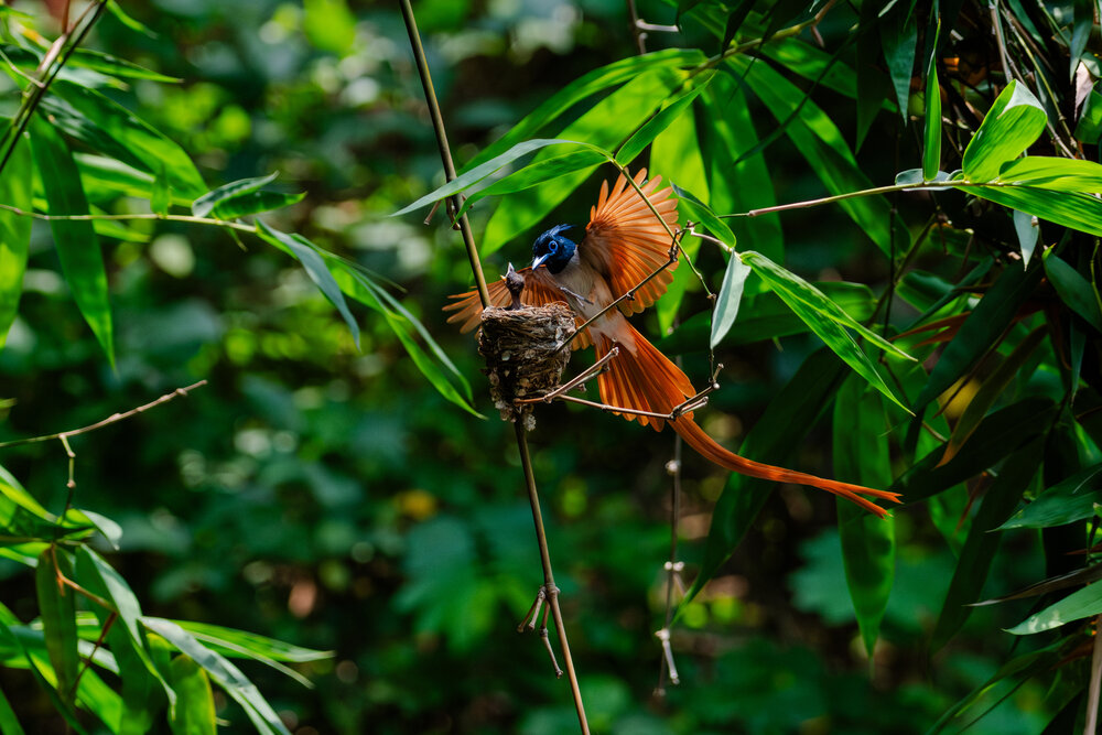Фотография автора Subhadeep Ghosh