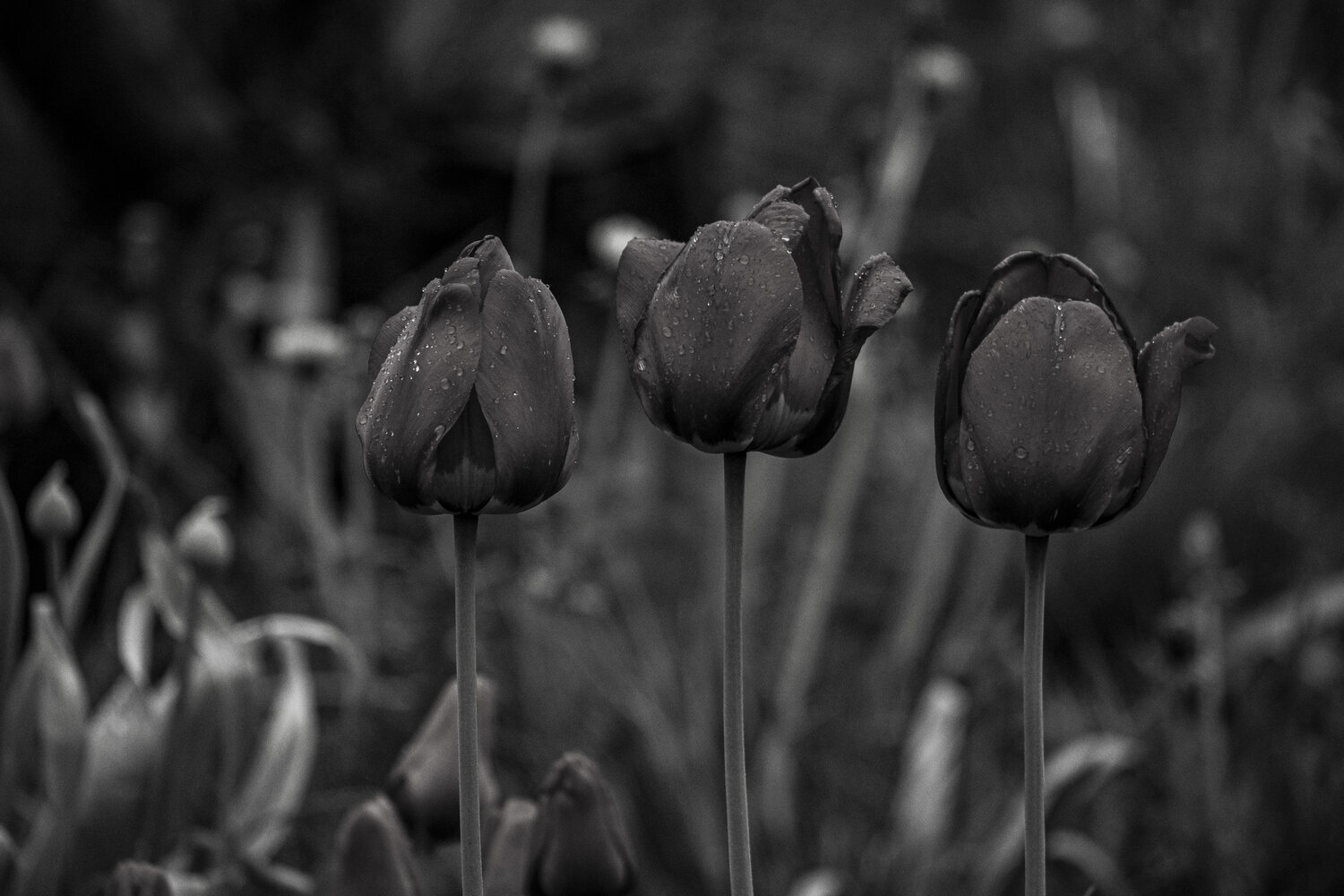 Photo #13870243