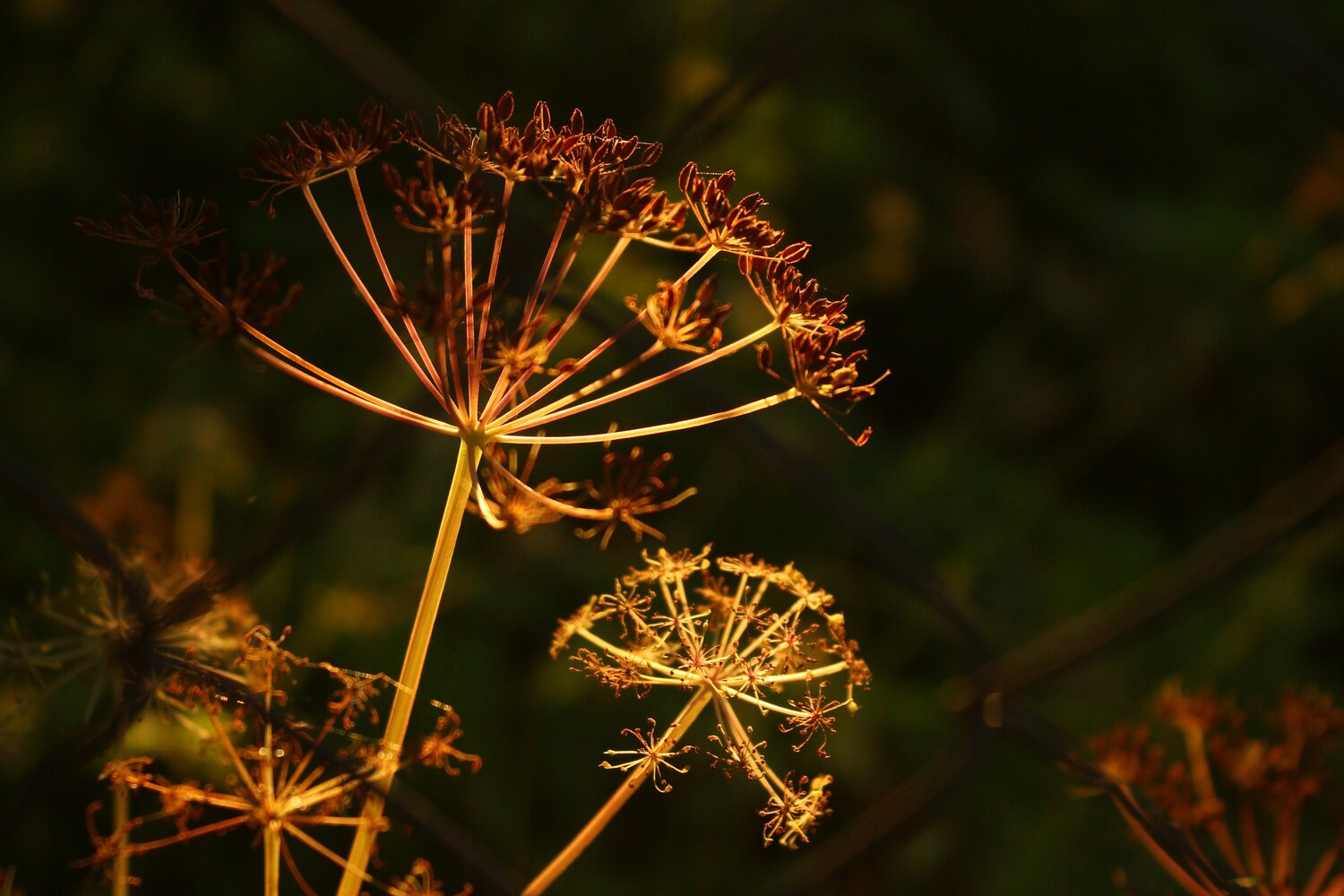 Sunny Grass