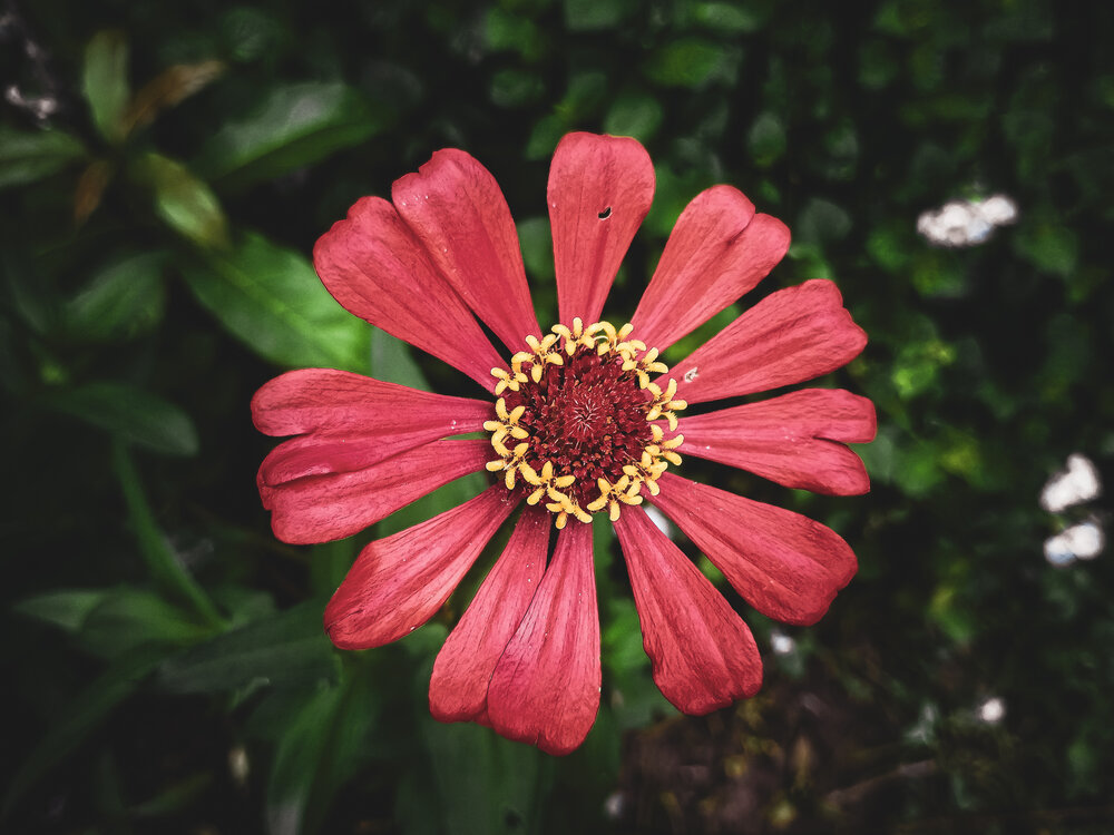 Scarlet Silence
