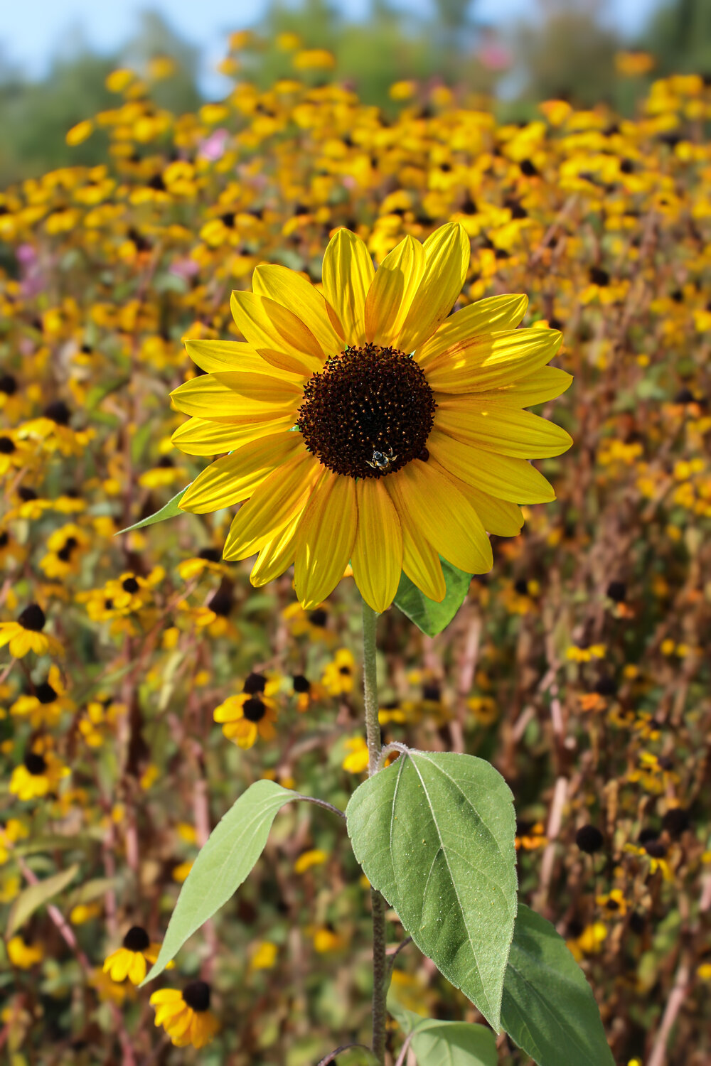 Photo #13870315
