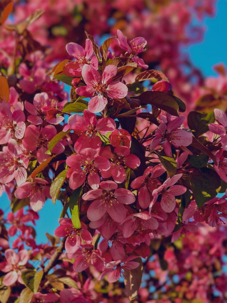 Photograph by Елена Оборник
