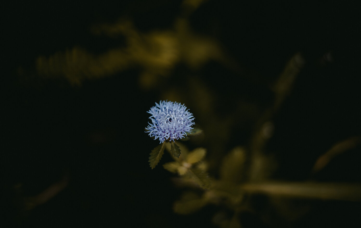 Photo #13870358