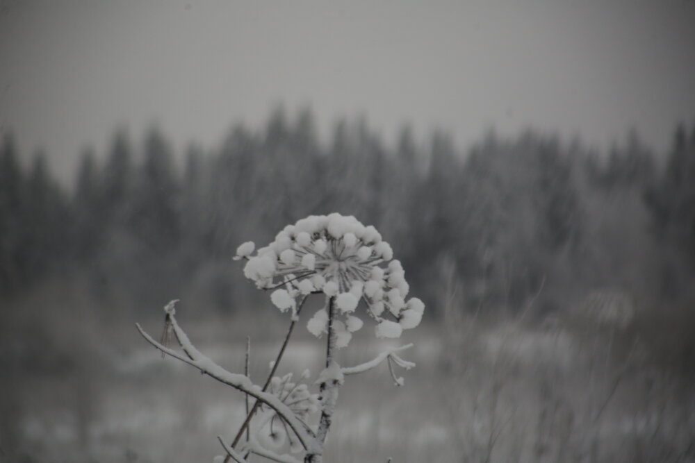 Photograph by Владимир Матушкин