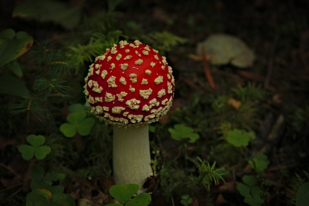 Photo #13870758
