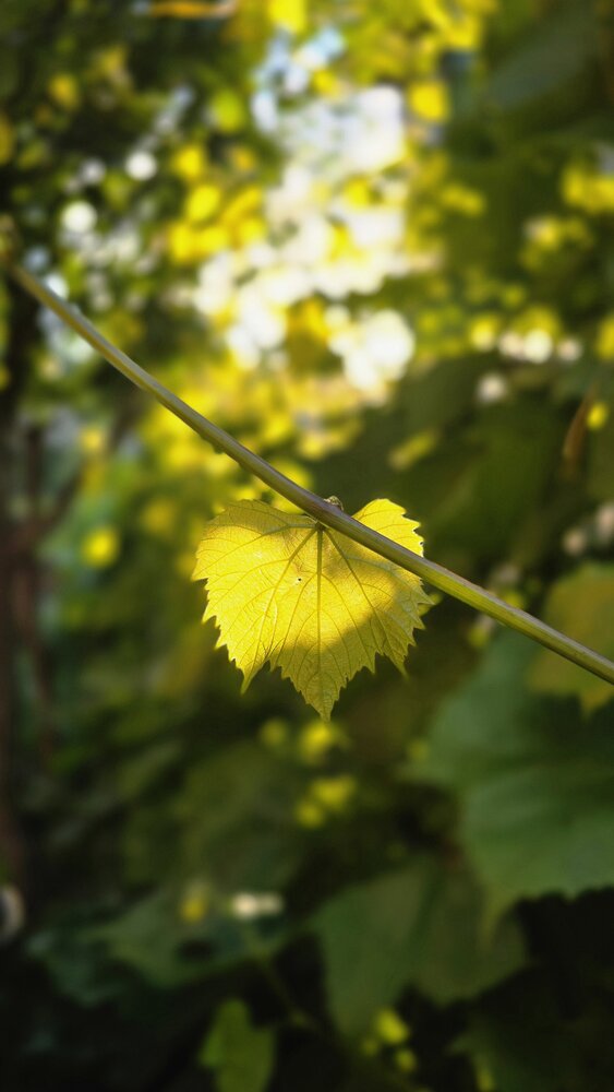 Фотография автора Людмила Лукьяненко