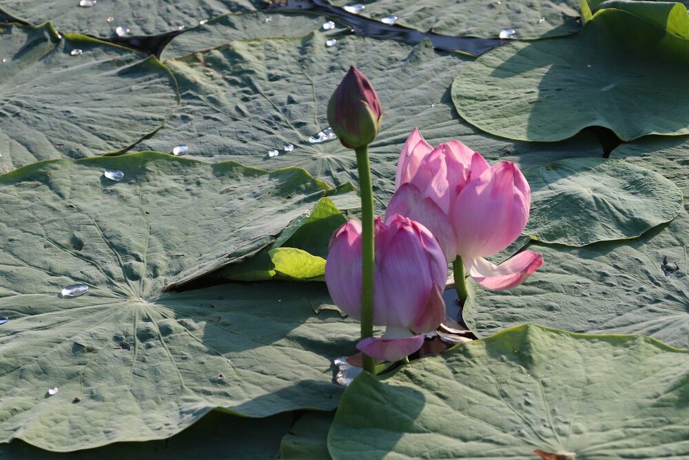 Photograph by Елена Иванкина