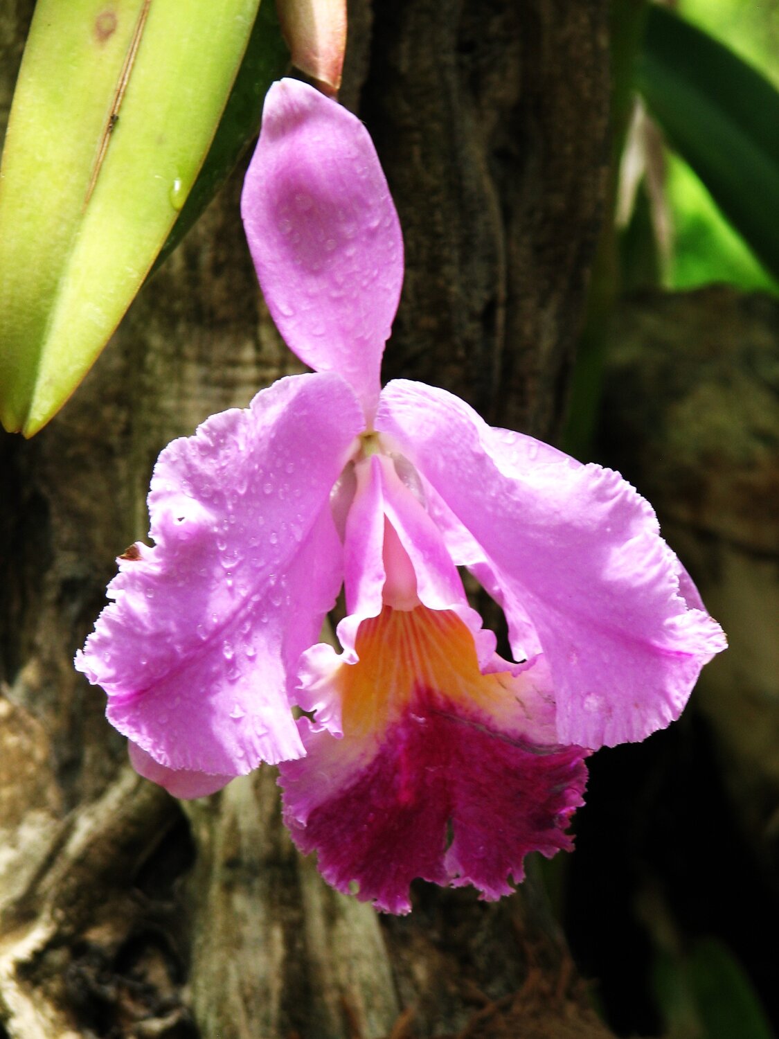 Crimson cattleya