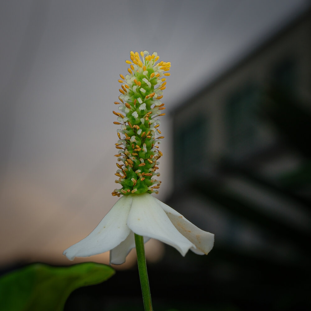 Photograph by Ngọc Hiếu Bùi