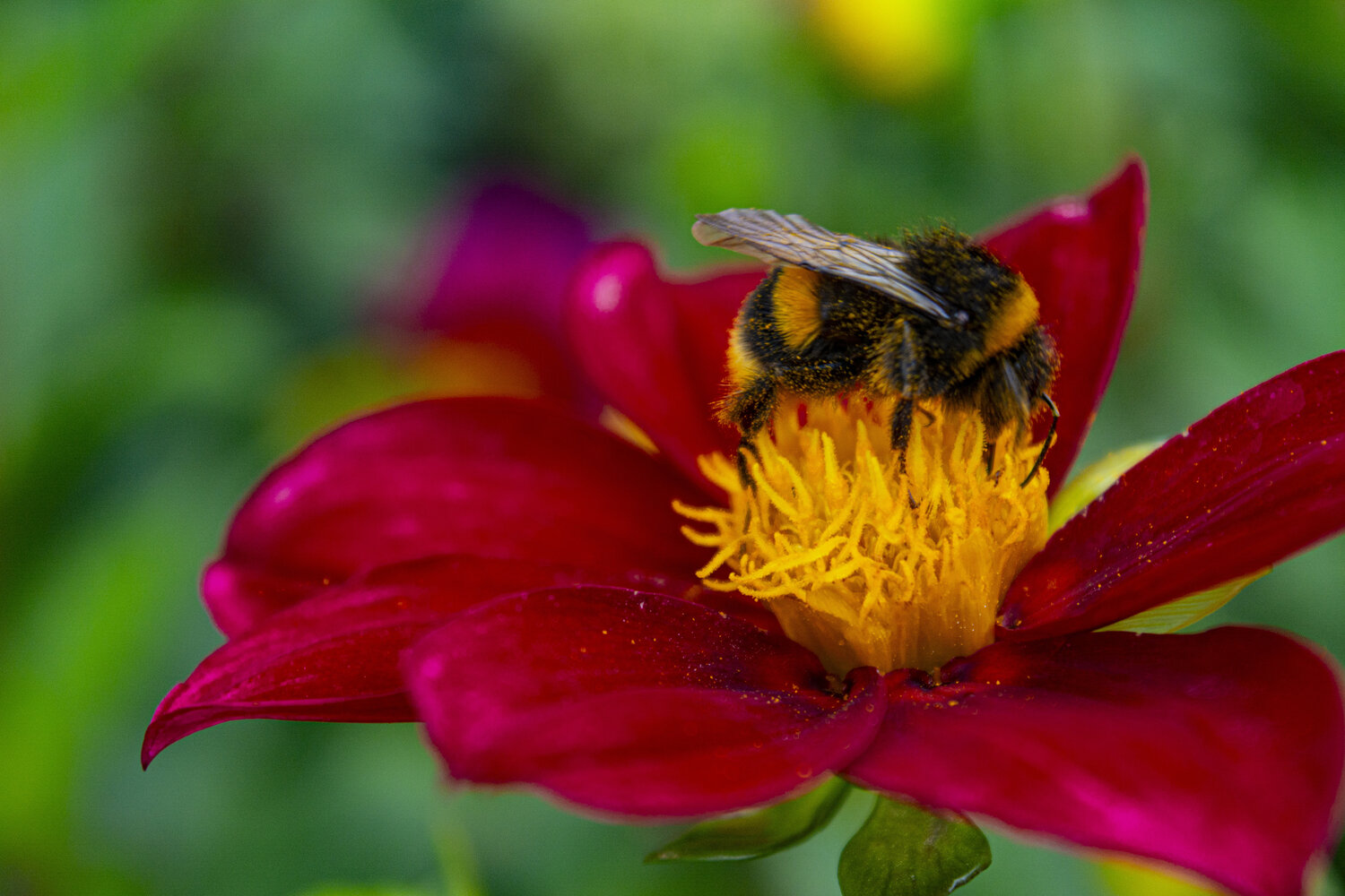 Friends of flowers