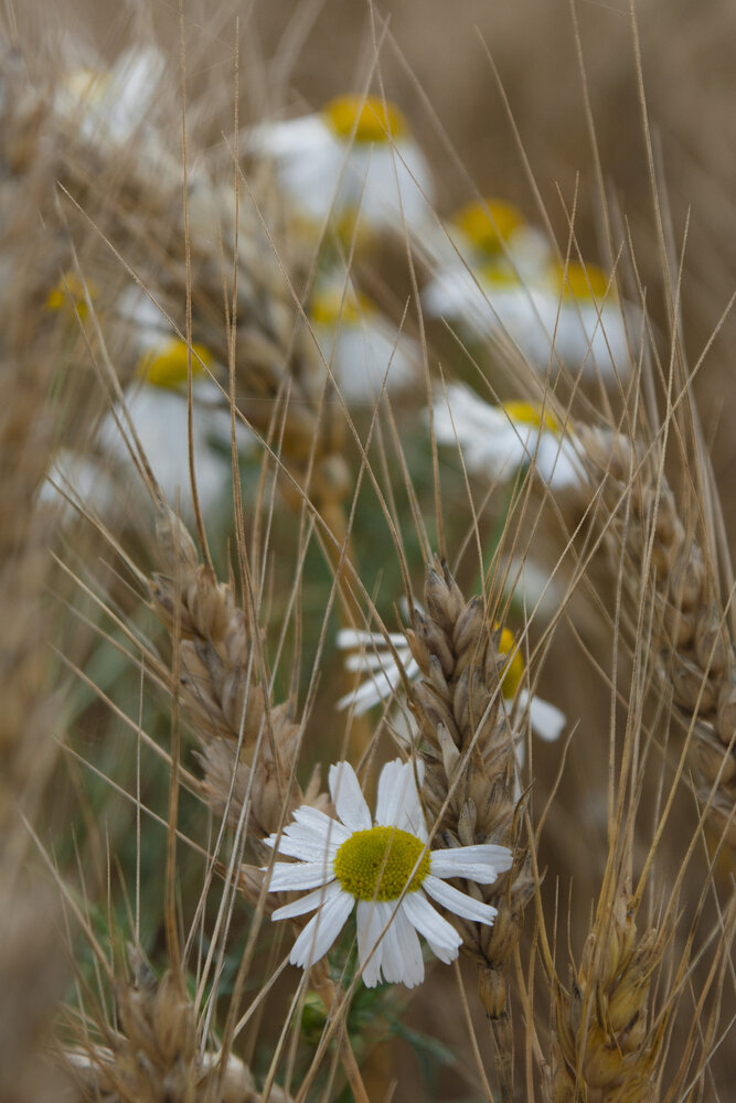 Russian field