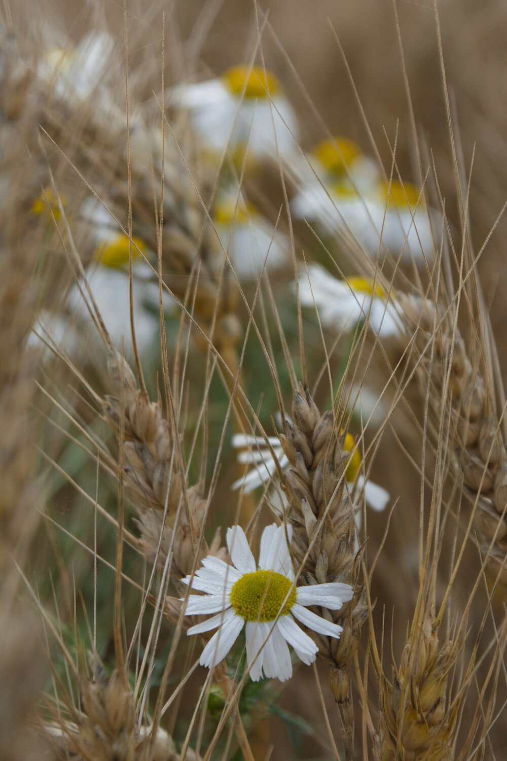 Russian field