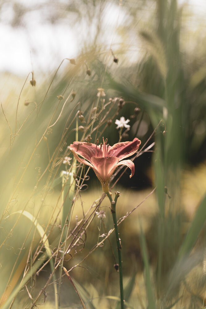 Photograph by Suzuki Ryuta