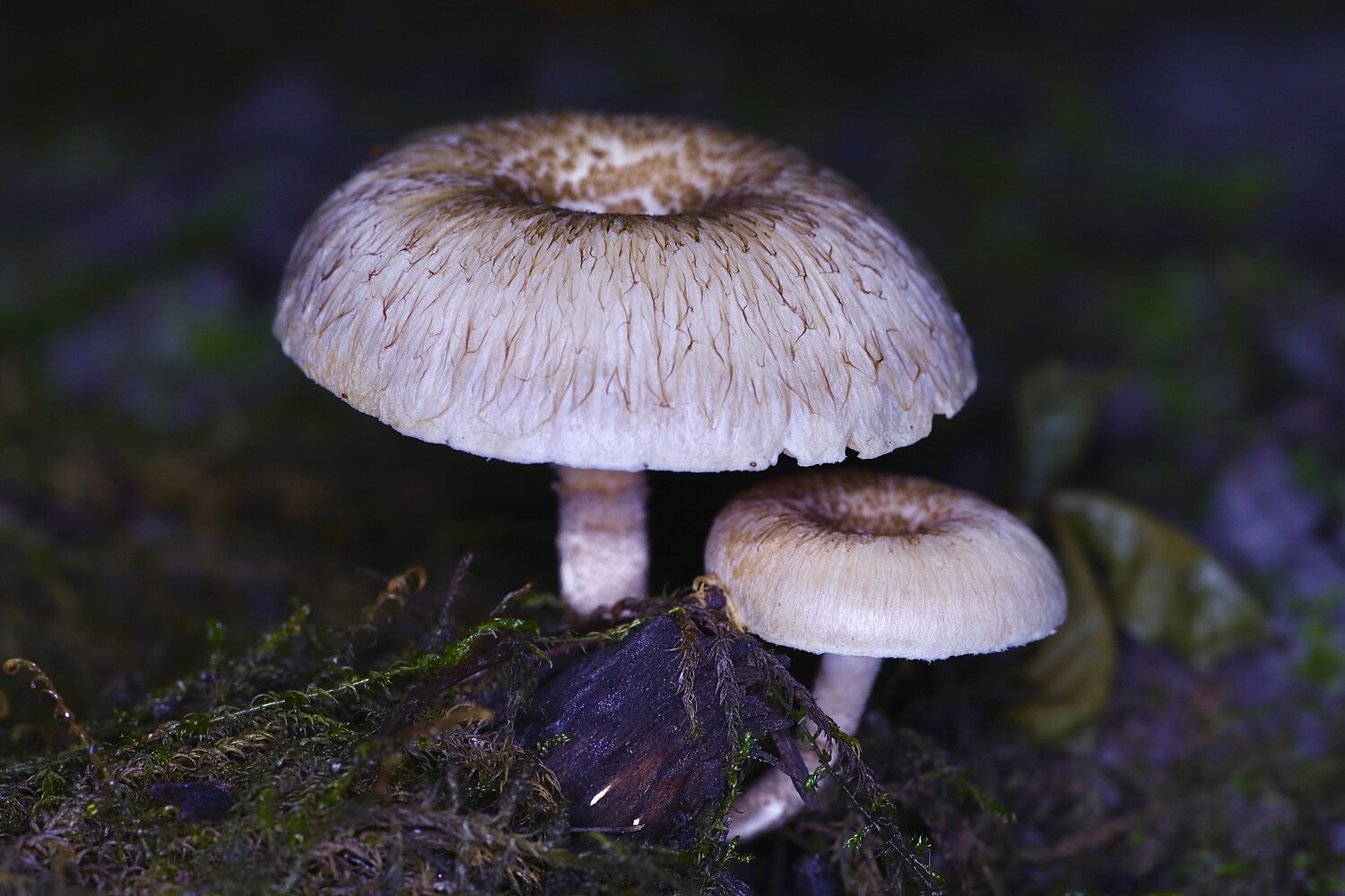 Photo #13871563