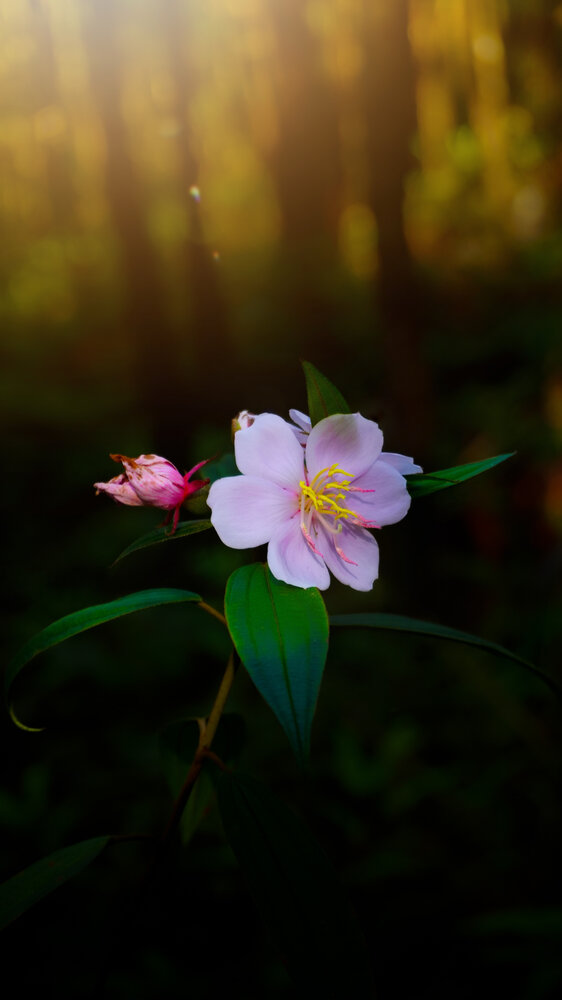 Photograph by Ma Leonor B Gonzales