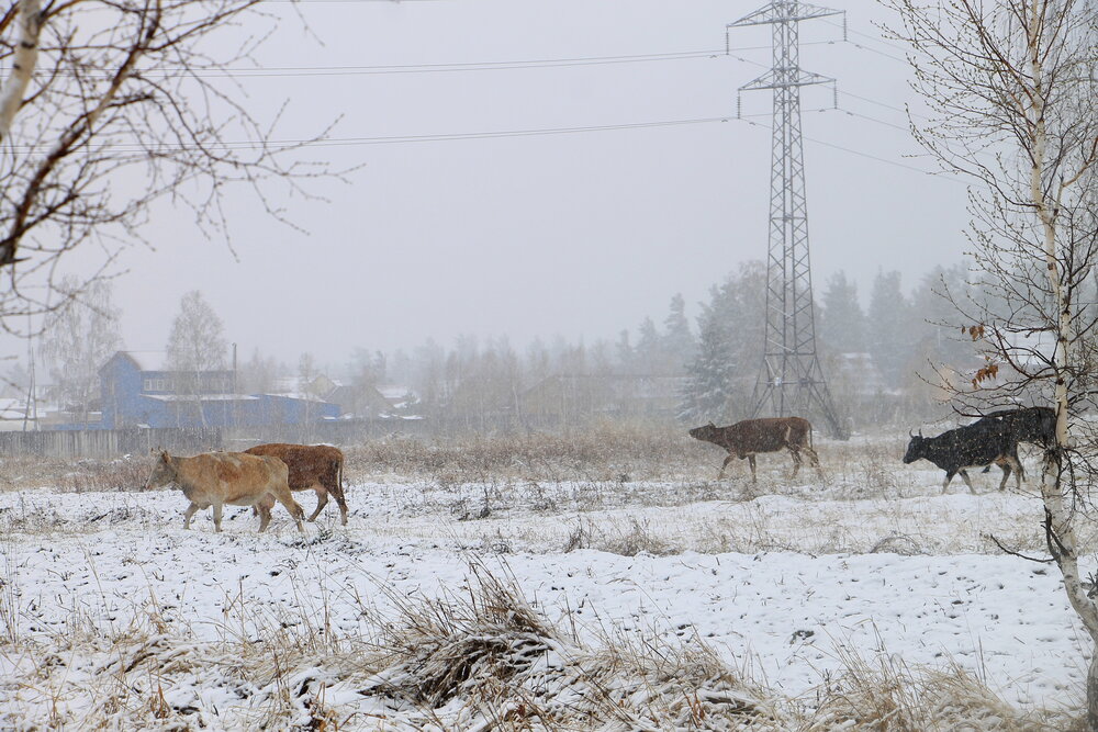 Photograph by Леунина Людмила