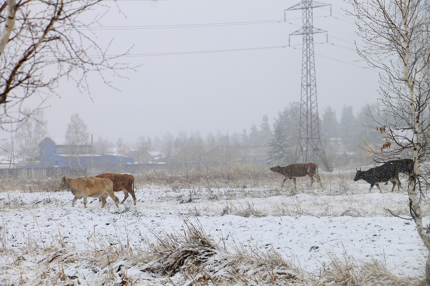 Photo #13871708