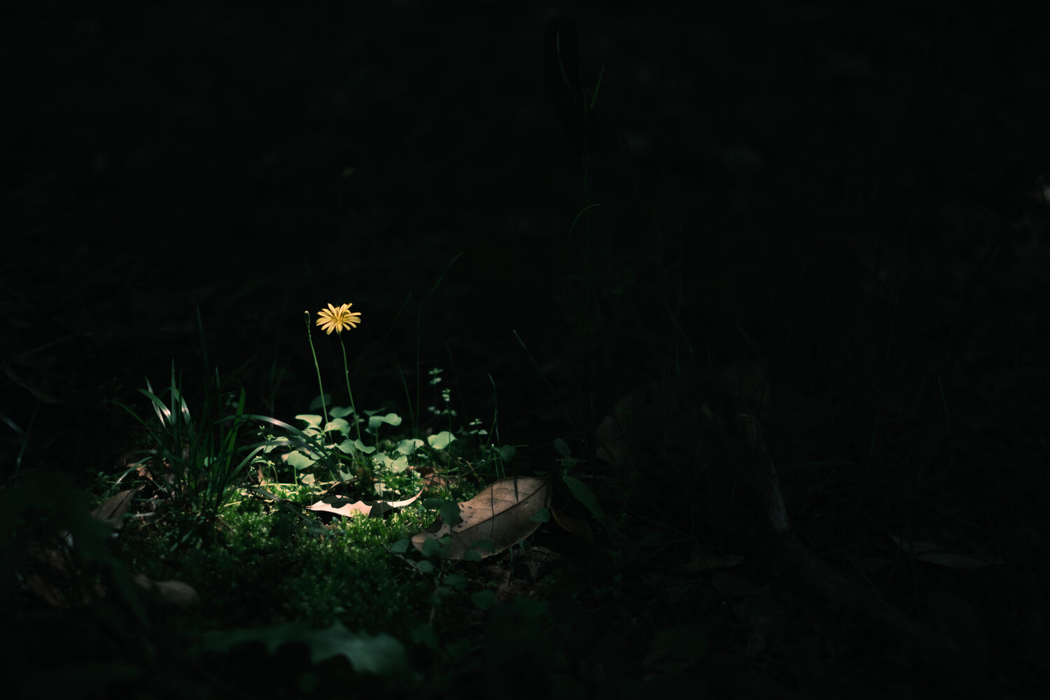 Photo #13871728