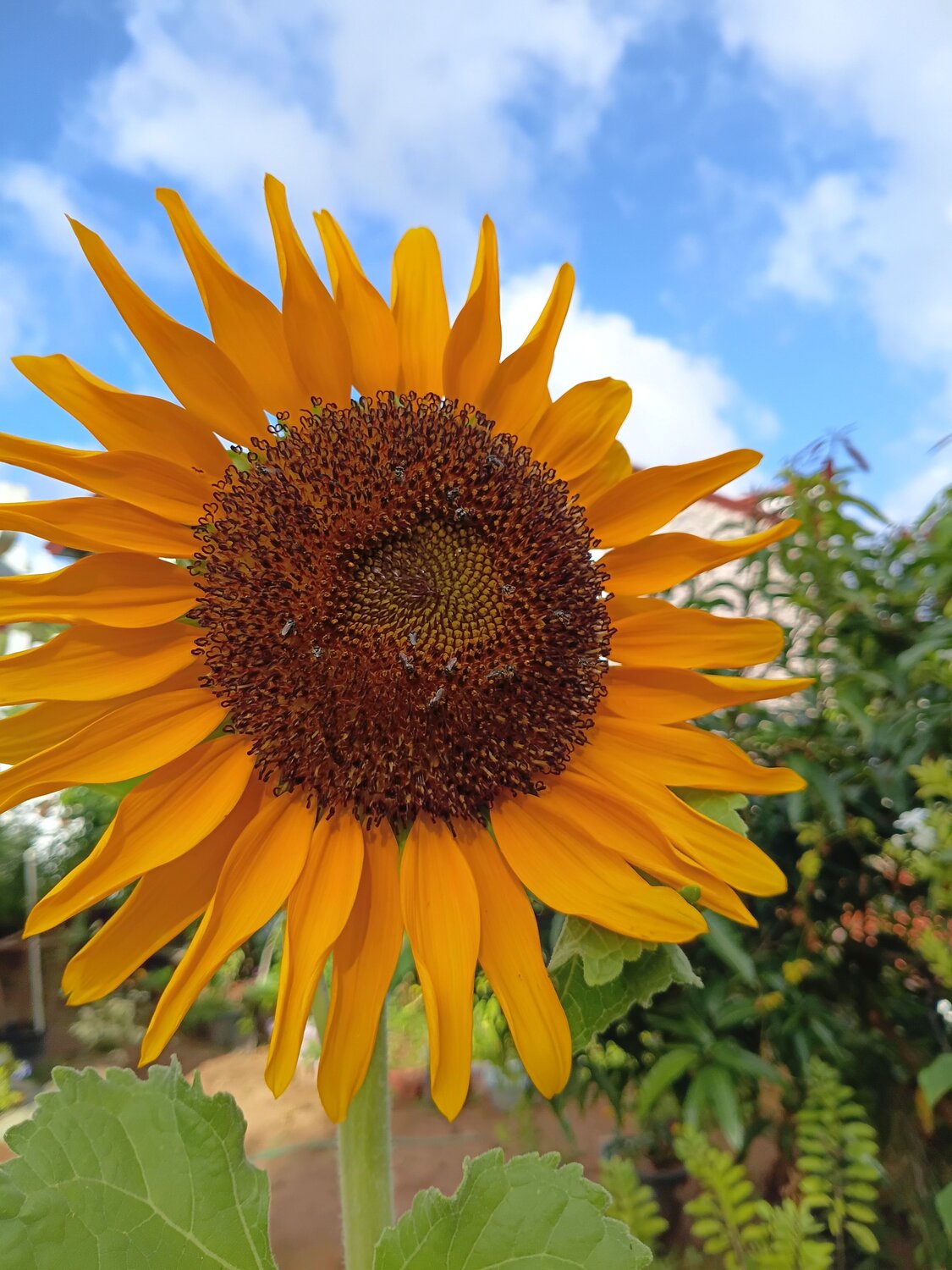 Crowned by the Sun