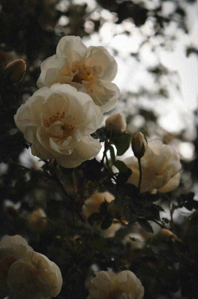 Photograph by Анастасия Заякина
