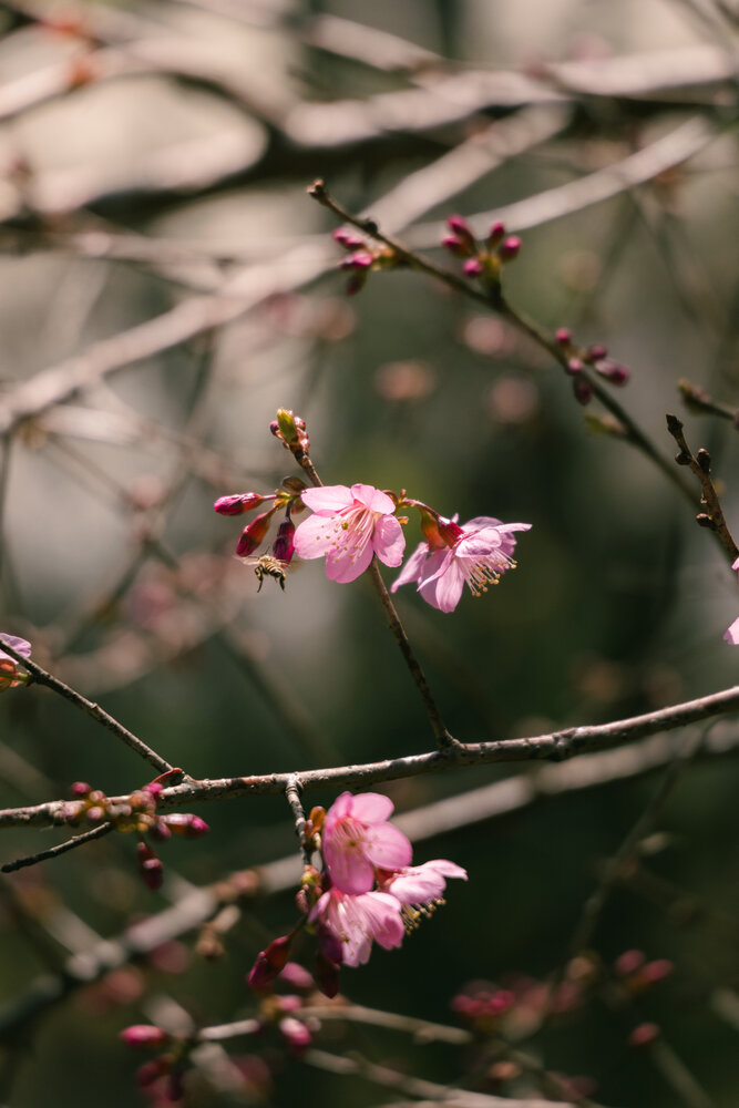Photograph by KHOA