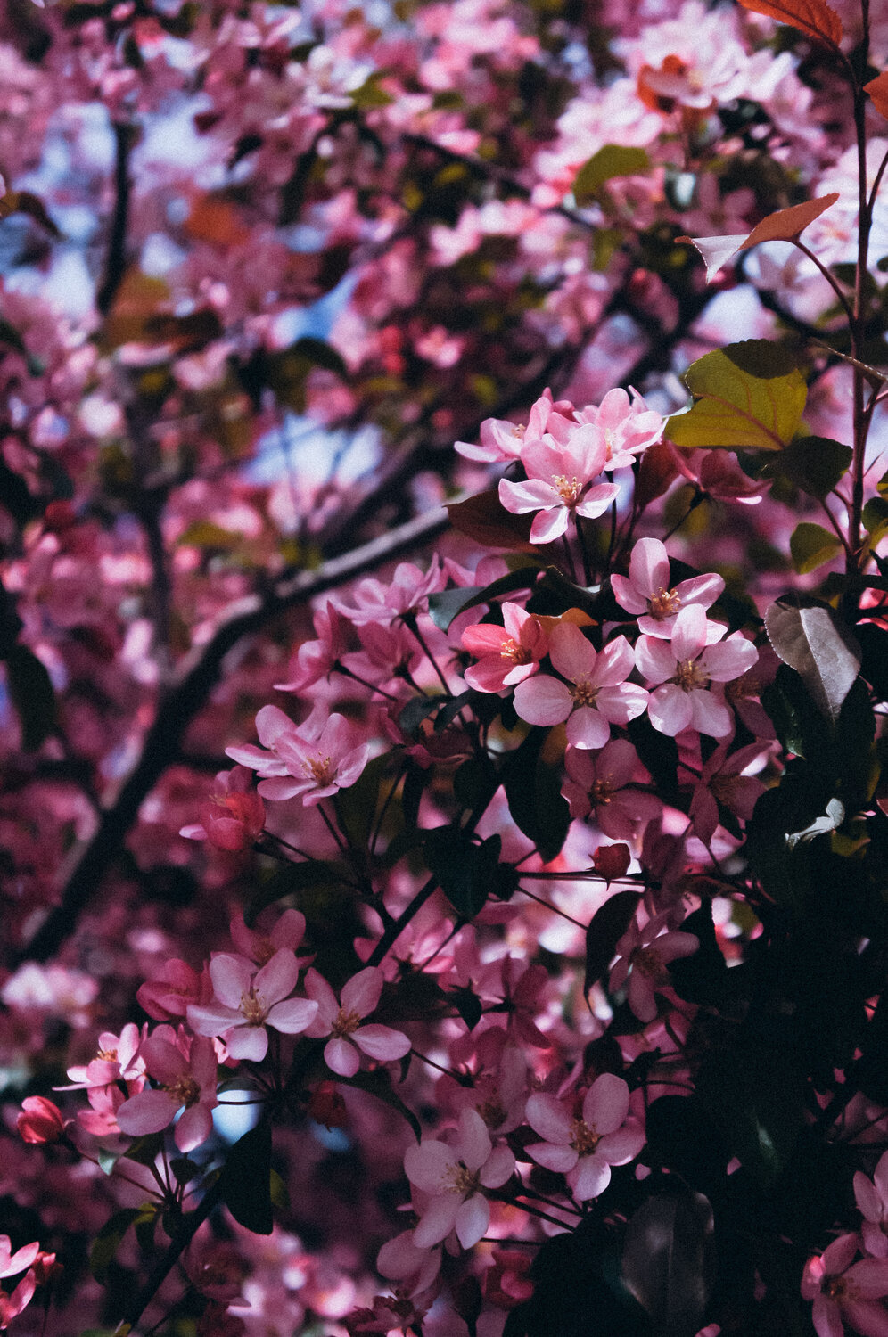 Photo #13871765