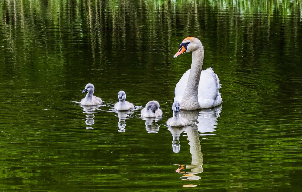 Photograph by Михаил Бояркин