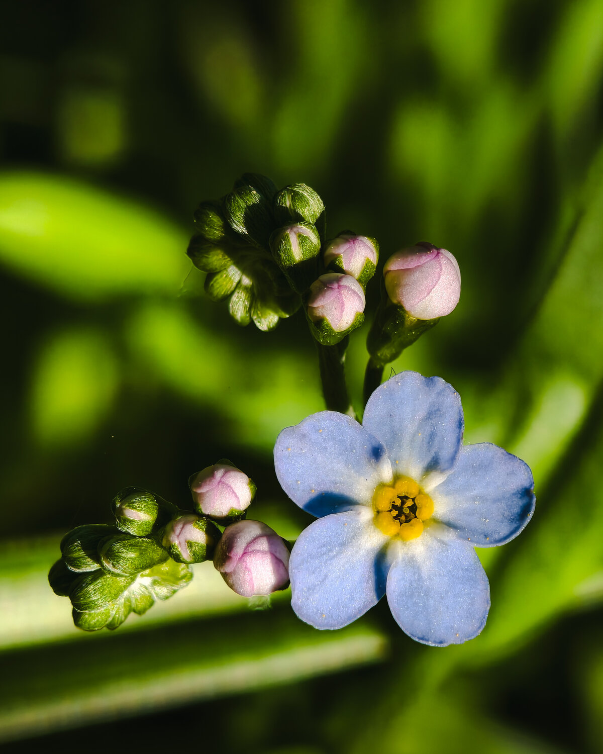 Soft Bloom