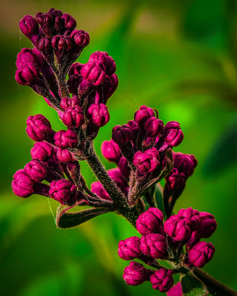 Before the Bloom