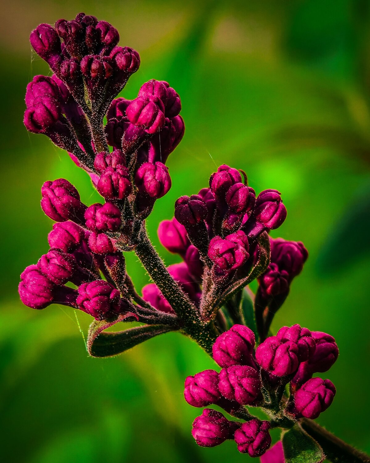Before the Bloom