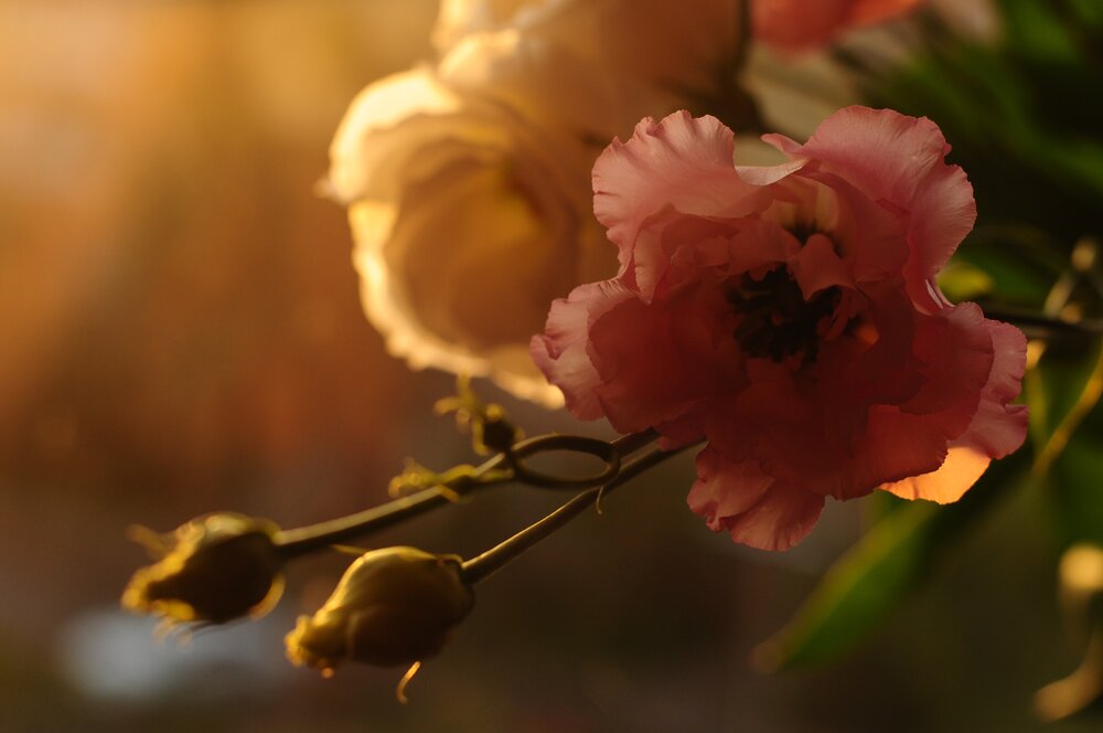 Photograph by Хлопенко Елена Васильевна
