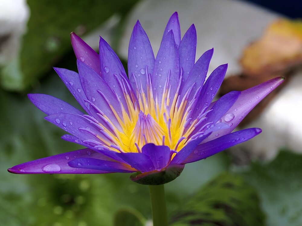 Photograph by Thành Tấn Nguyễn