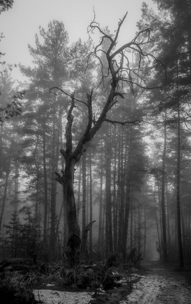 Photograph by Дмитрий Черепков