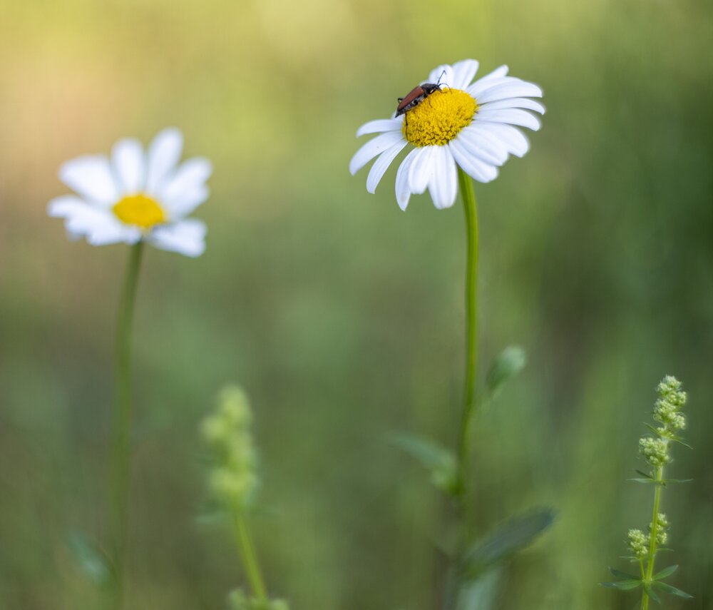 Photograph by Дмитрий Черепков
