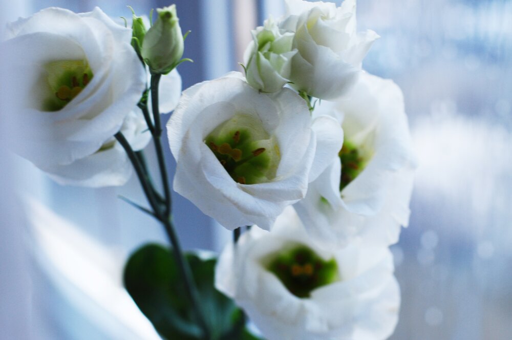 Photograph by Хлопенко Елена Васильевна