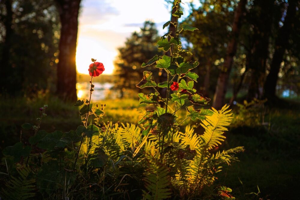 Photograph by Светлана Парамонова