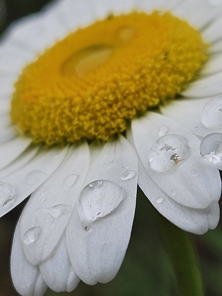 Photograph by Анна Петренко