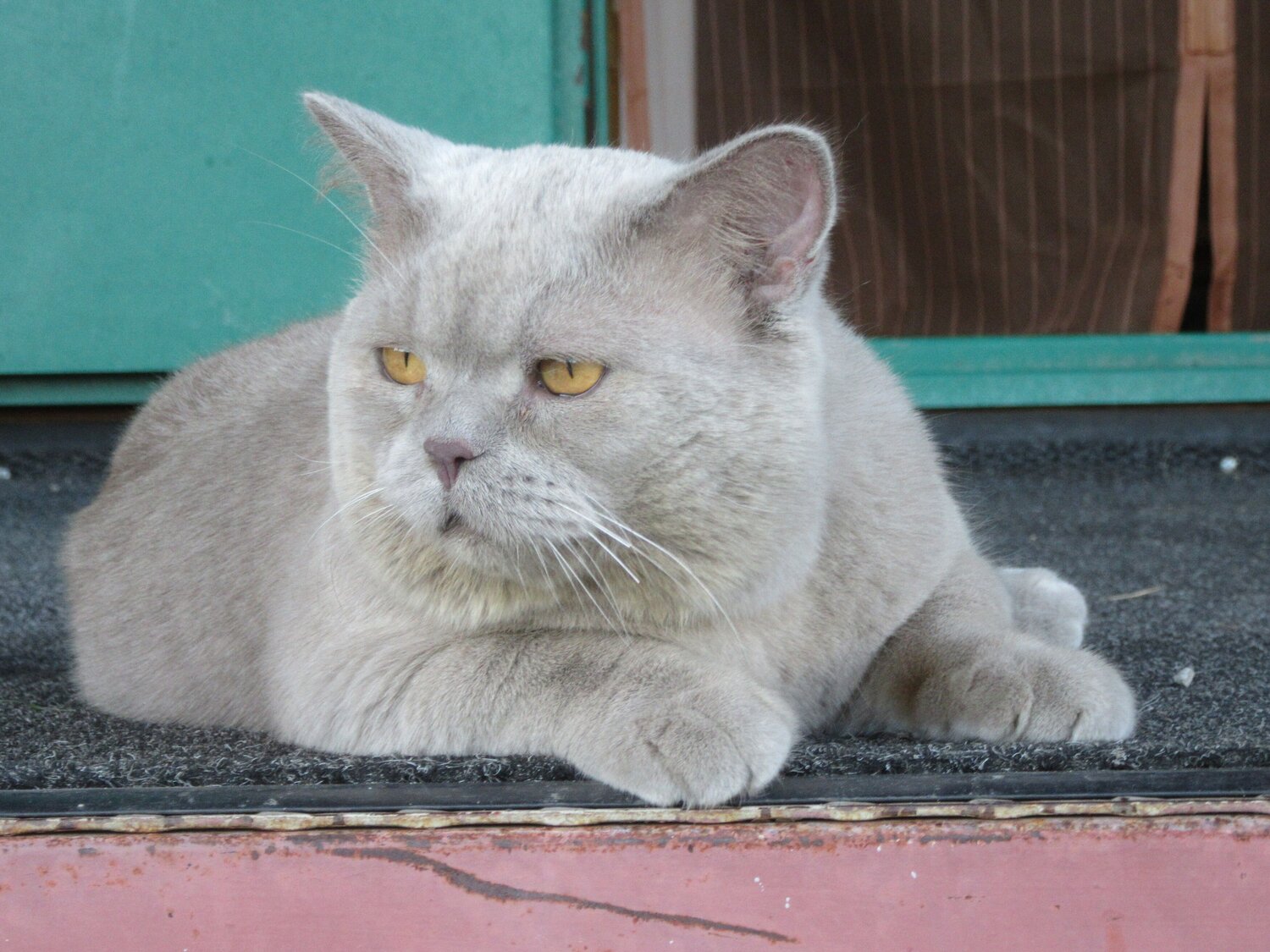 Photo #13872090
