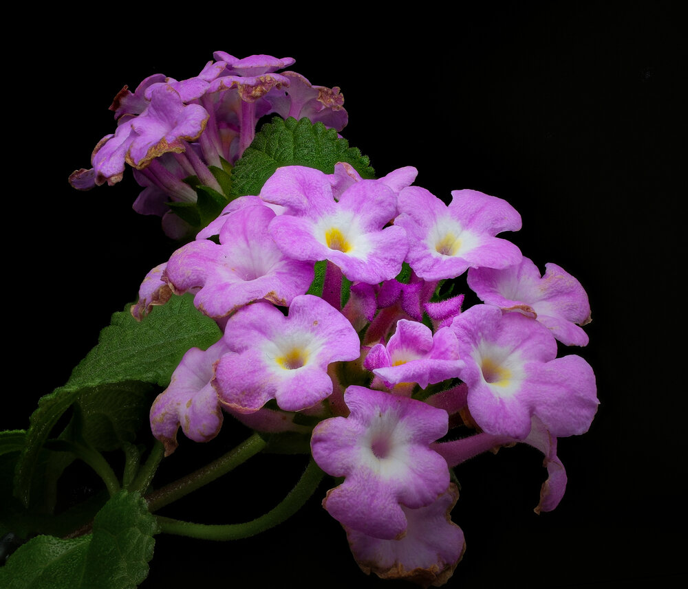 Lantana Bloom - The Intertwined Cycle: Life and Decay in Miniature.