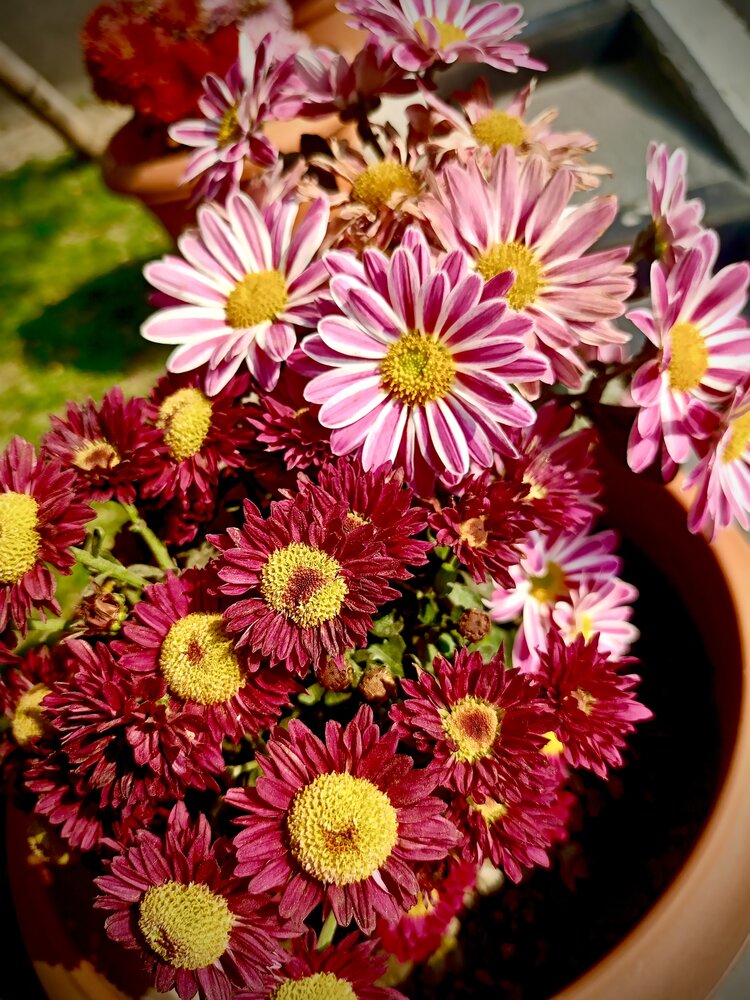 A Symphony of Petals