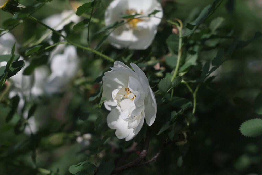 Photograph by Анна Скряжевская