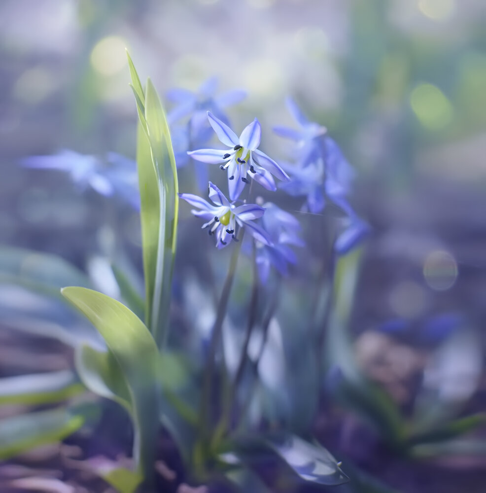 Photograph by Ирина Пинчук