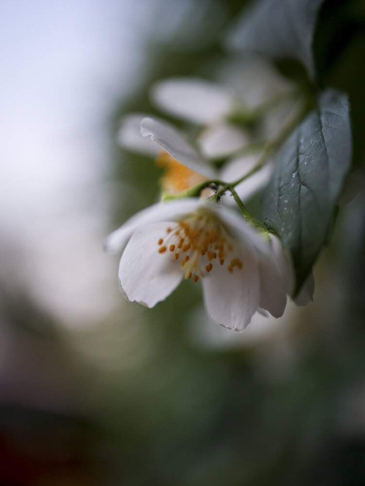 Photograph by Novozhilova Natalia