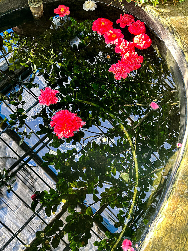 Photograph by Татьяна Шмакова