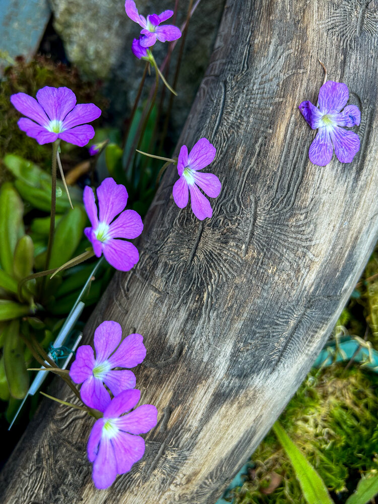 Photograph by Татьяна Шмакова