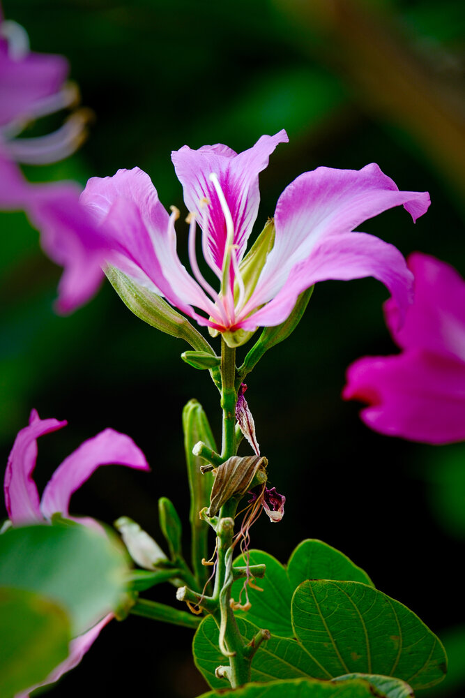 The Bauhinia\'s Grace