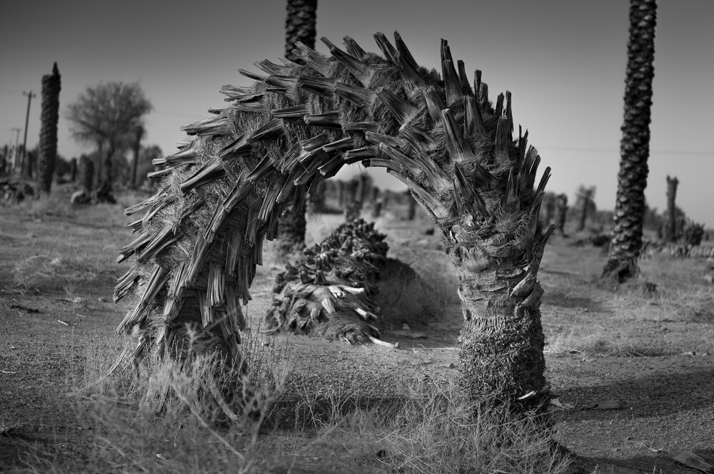 Thirsty palm trees