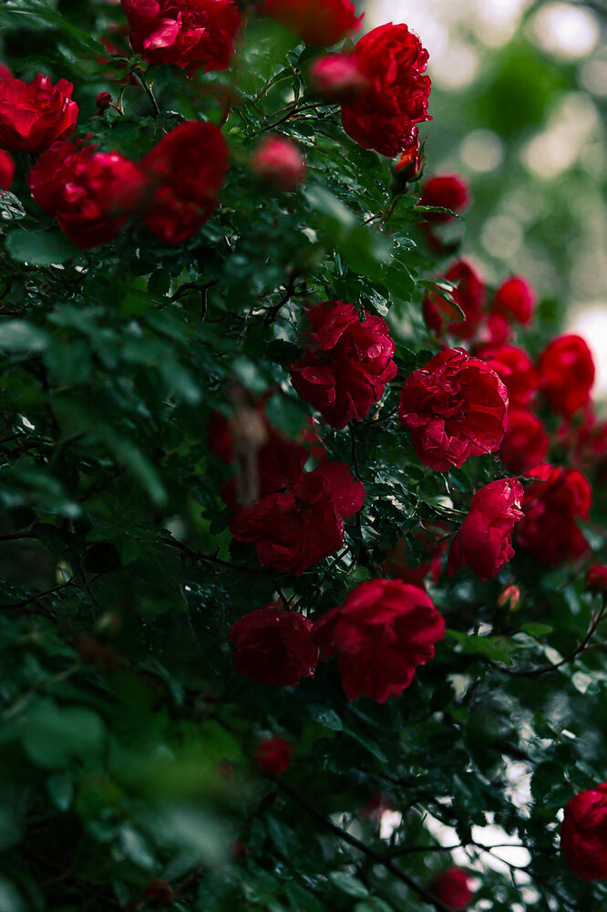 Photograph by Руслана Ковалевская