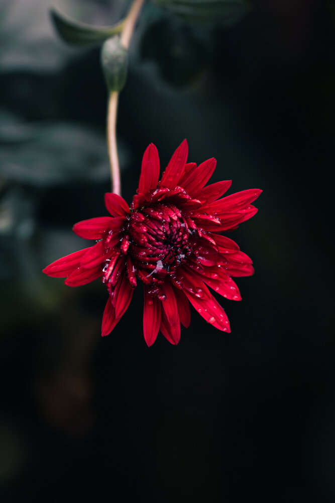 Photograph by Kanashkin Ilya
