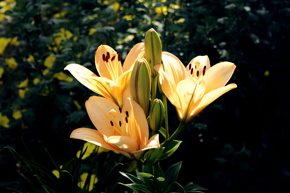 Photograph by Парк Юрский